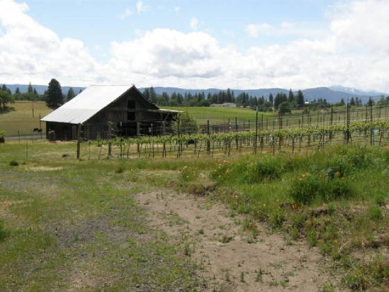 WA08CorVineyard.jpg