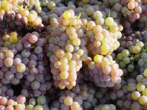 WineGewurtzGrapes.jpg