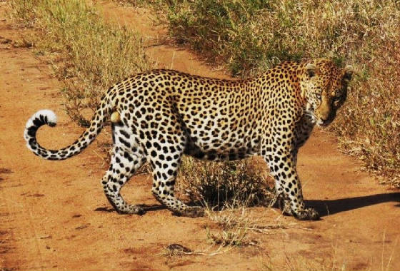 AfricaResized/039_Leopard.jpg