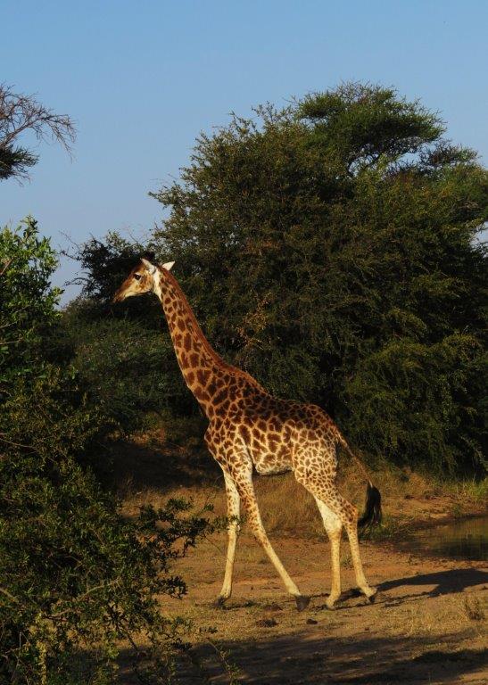 AfricaResized/021_Giraffe.jpg